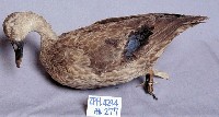 Spot-billed Duck Collection Image, Figure 4, Total 13 Figures